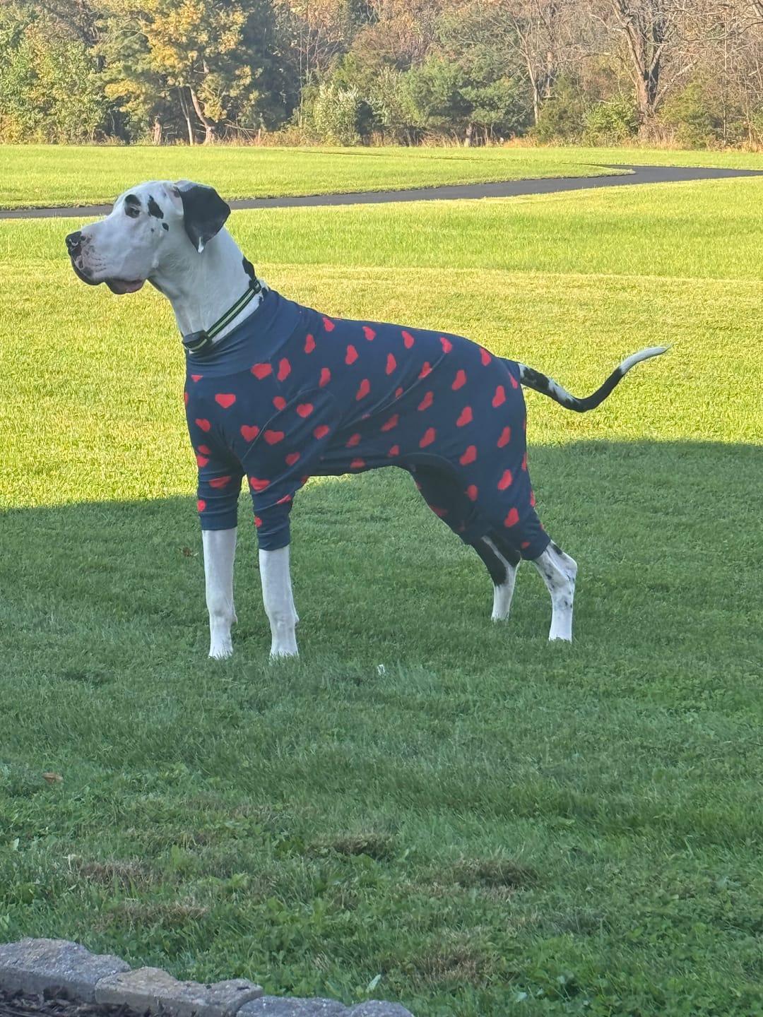 Customer photo review of Dog Pajama - Red Hearts