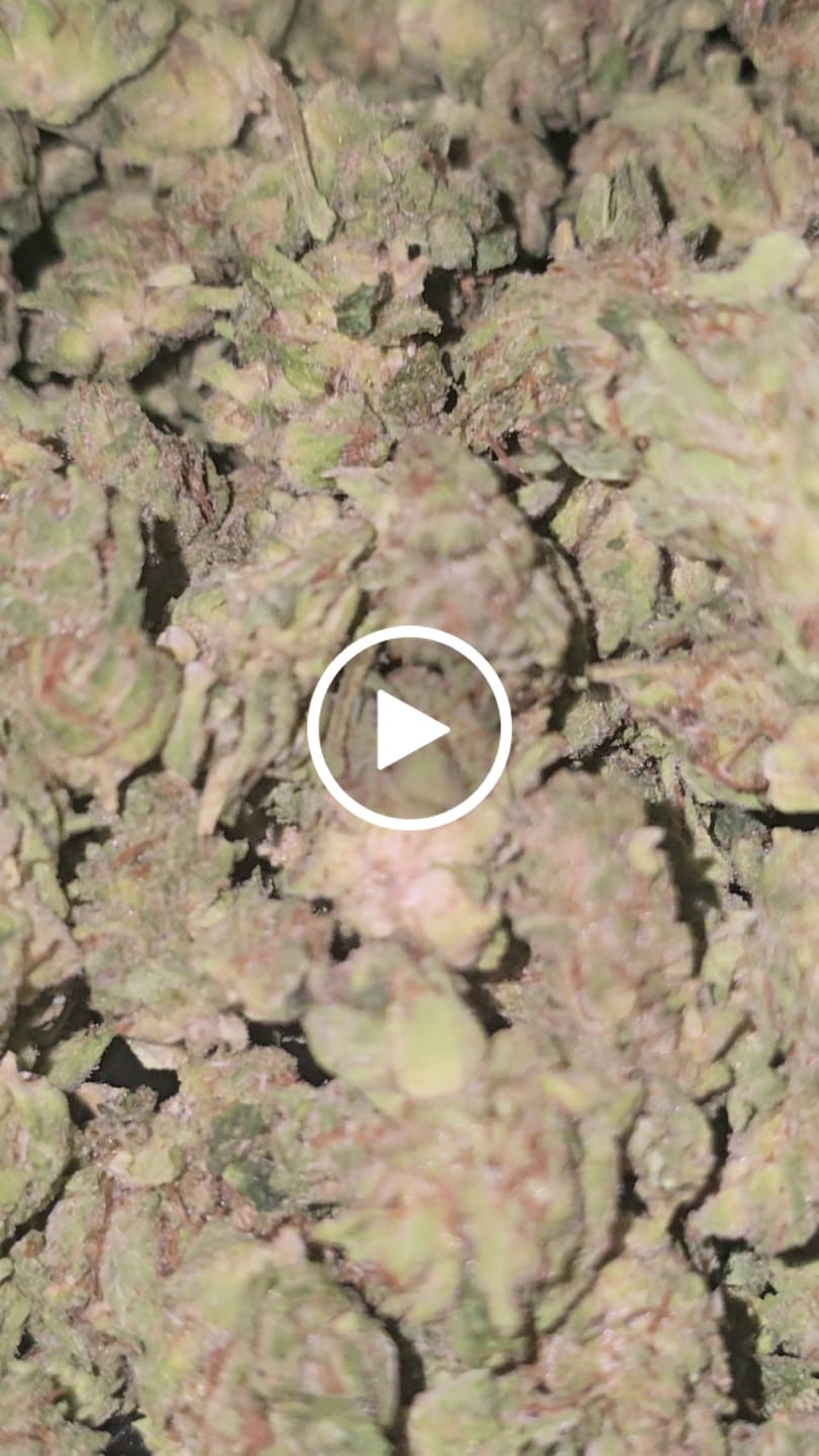Customer video review of 1 Oz Cheap THCA Small Buds
