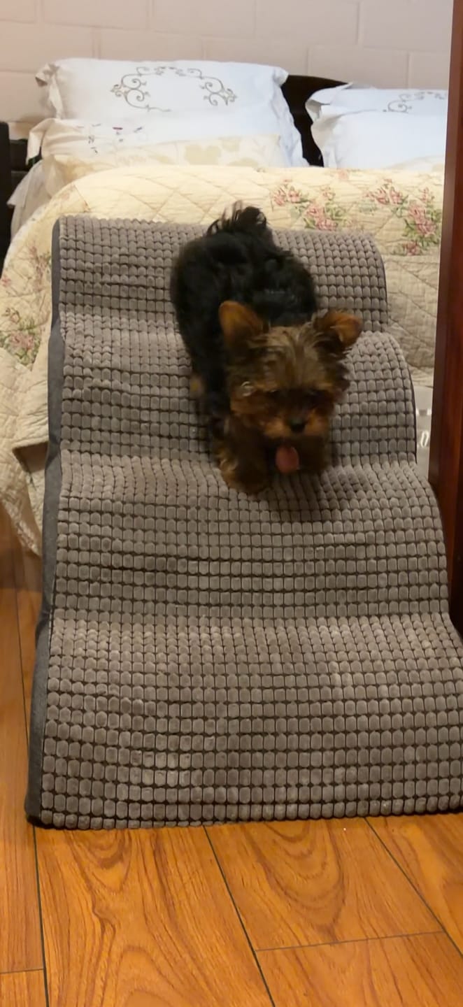 Customer photo review of Rampa Pendiente Suave THE DOGS