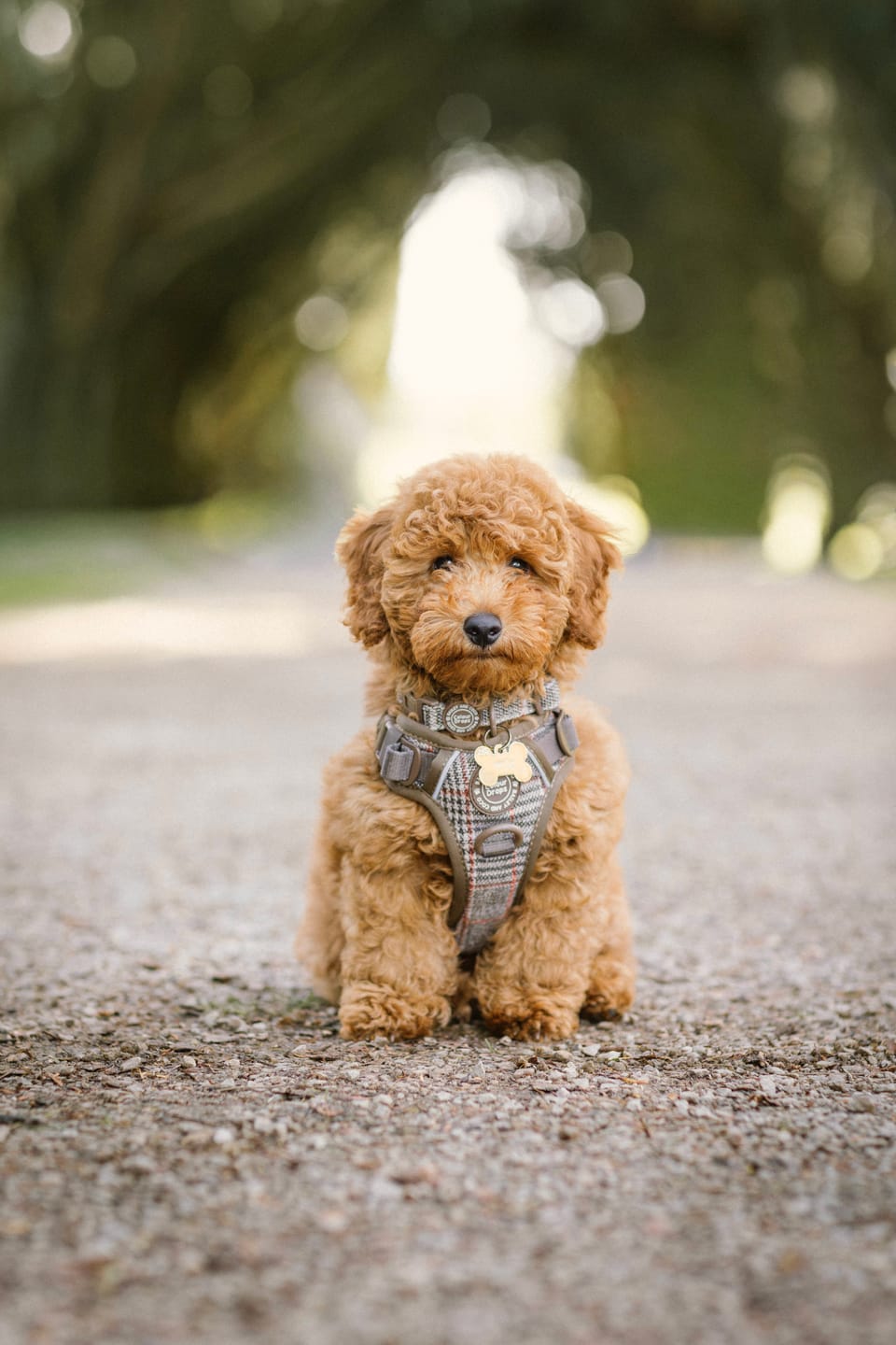Customer photo review of Trail & Glow Tweed Dog Harness - Colour Drops - Heritage Plaid