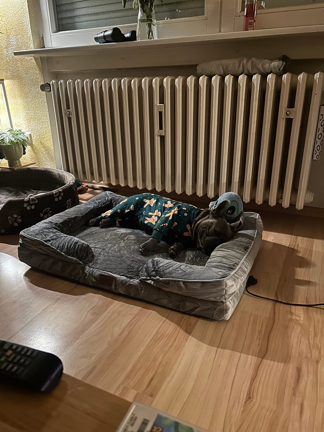 Customer photo review of Dog Christmas Pajama - Gingerbread Man
