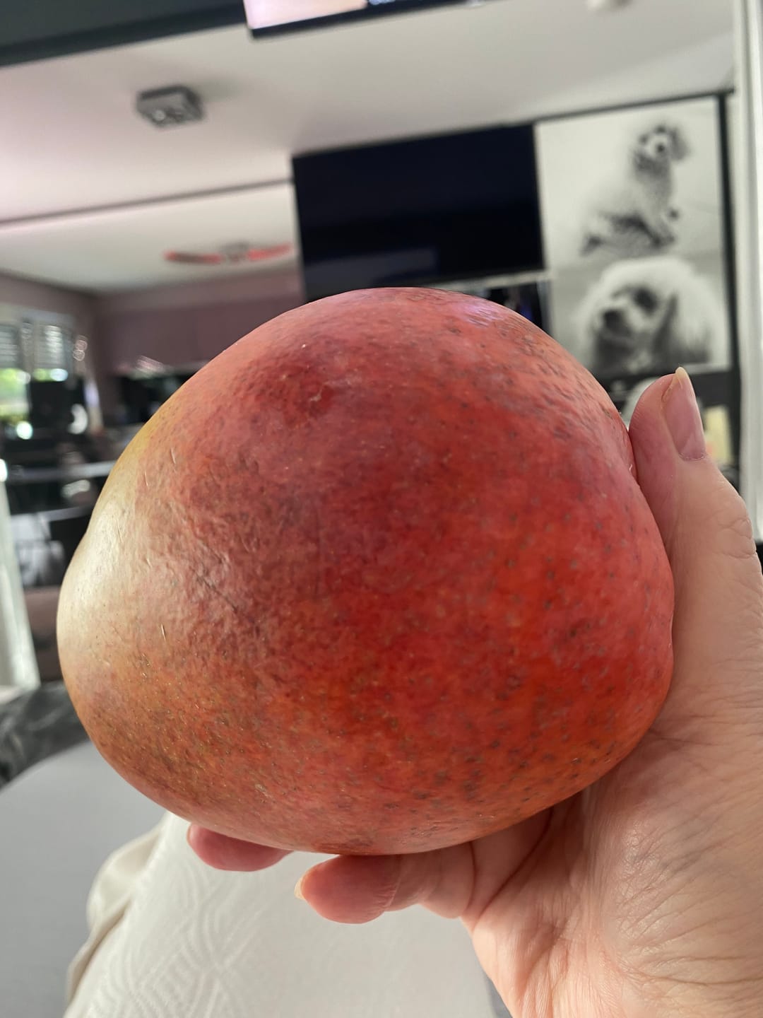 Customer photo review of Mango Irwin Edelsorte Bio von Julian Aktionswoche %