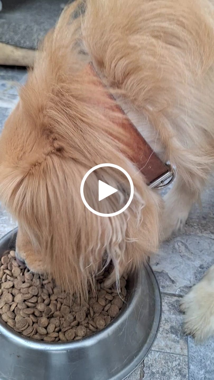 Customer video review of PetFamily Foods Cerdo Nordico