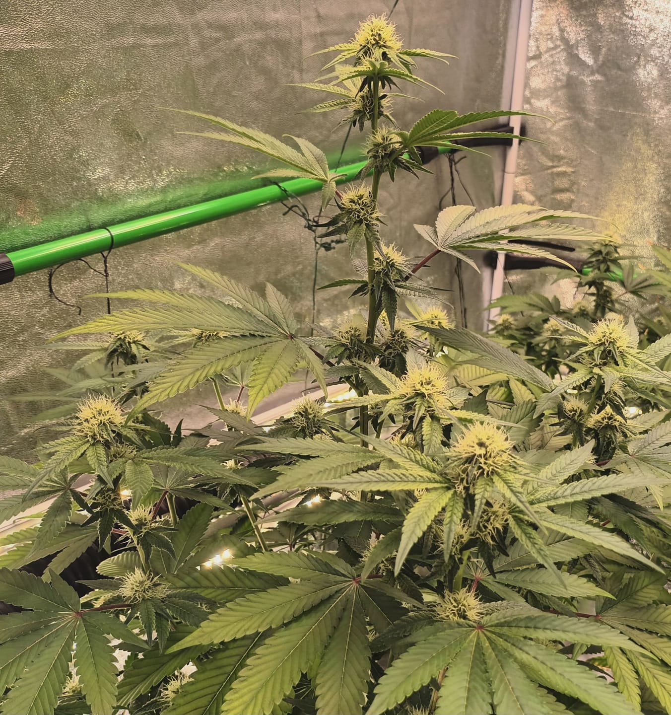 Customer photo review of Hanfstecklinge | Coconut Cloud