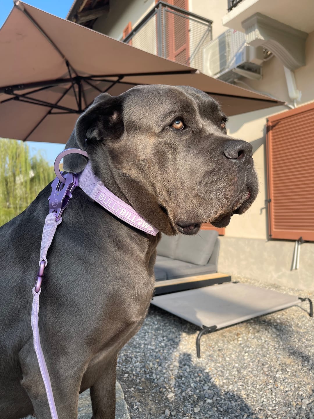 Customer photo review of 1.4m Lighter Swivel Combat Leash | Anti-Tangle & Secure Clip - Lavender X Ube