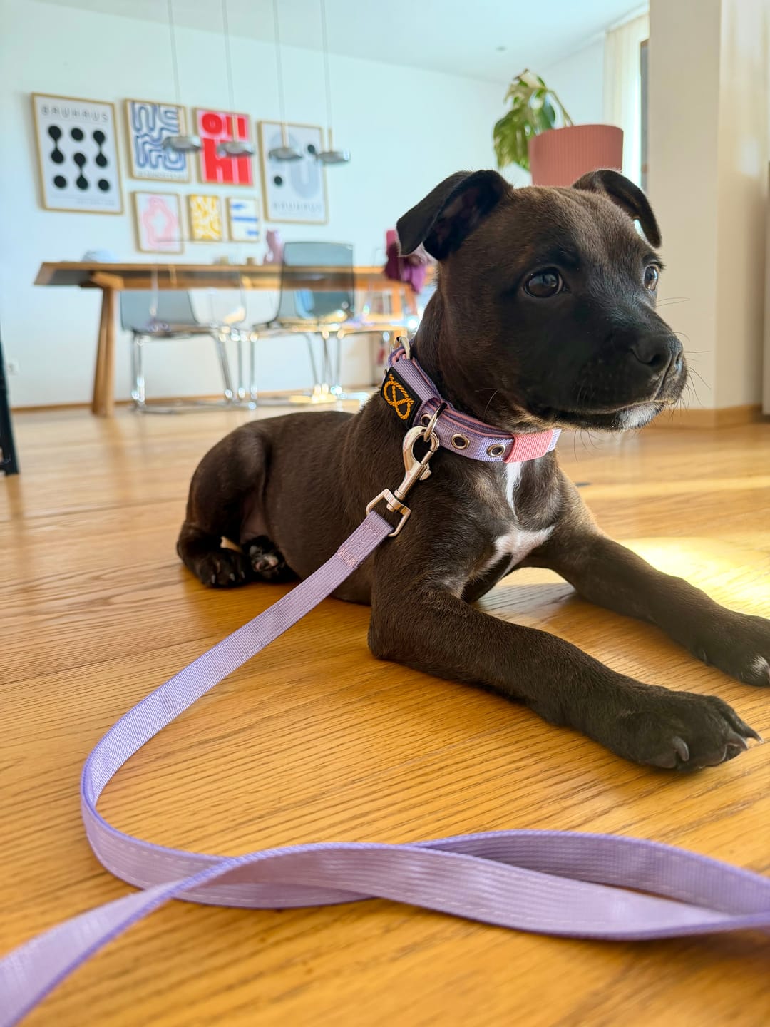 Customer photo review of Staffordshire Bull Terrier 1935® Puppy Collar & Leash Set - Little Blue Edition - Baby Lilac & Baby Pink