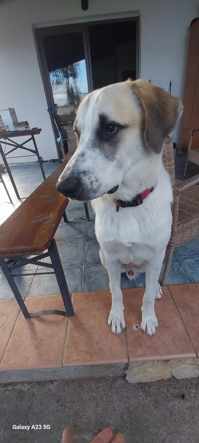 Customer photo review of PREVENDOG COLLARE 75 cm (2 pezzi) – Contro zecche, flebotomi e zanzare fino a 6 mesi