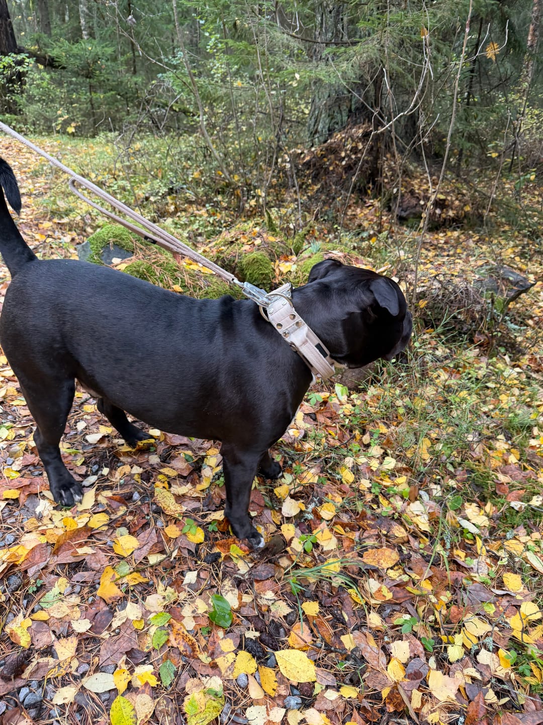Customer photo review of Extreme Silver Buckle Beige - Starkt och säkert halsband