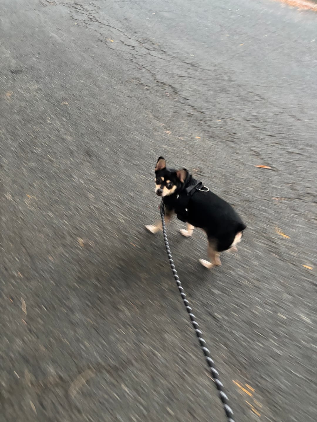 Customer photo review of No-Pull Harness [Free Today]
