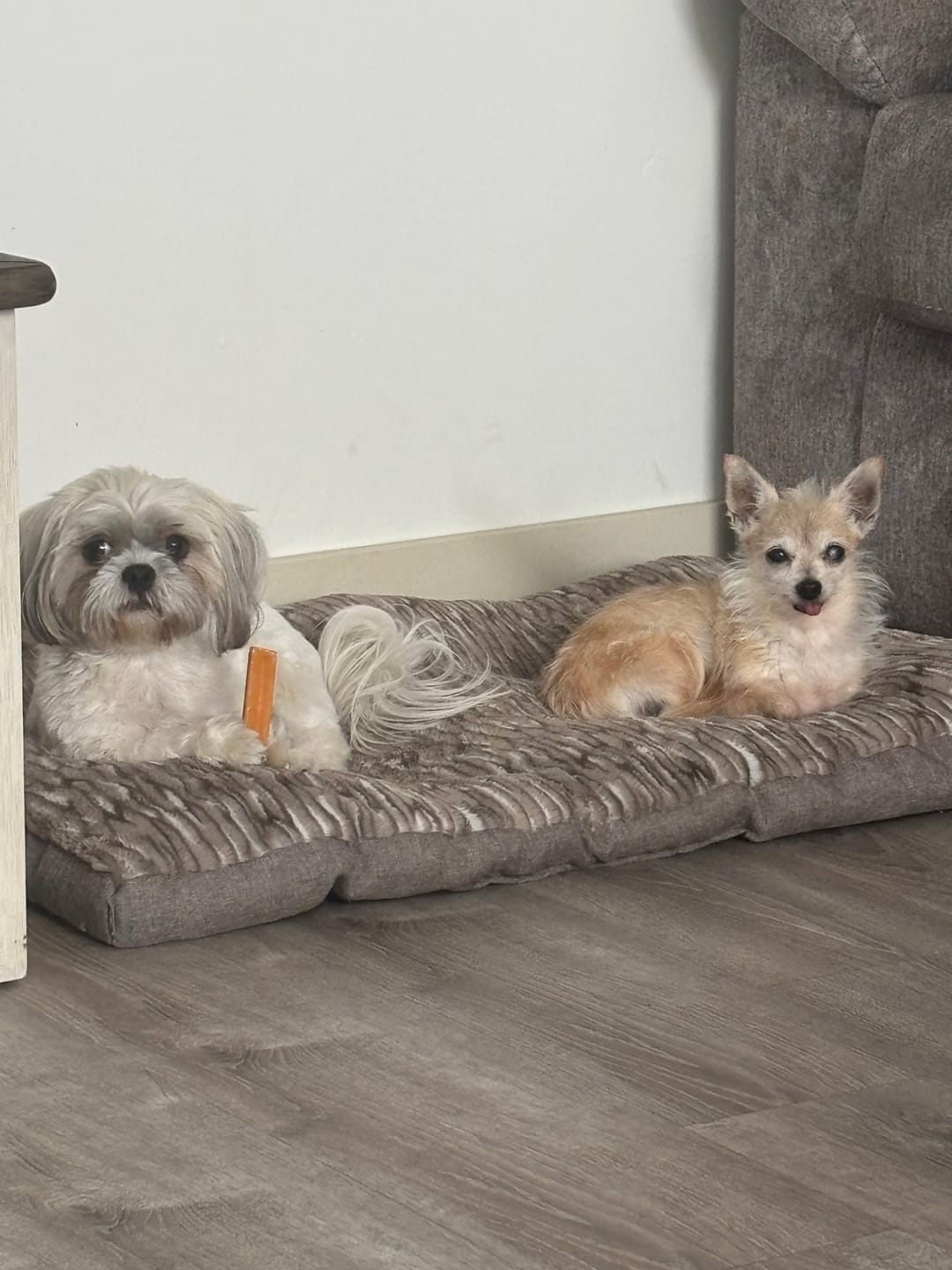Customer photo review of Pumpkin Yak Chew — Fiber-Rich, Supports Digestion Naturally