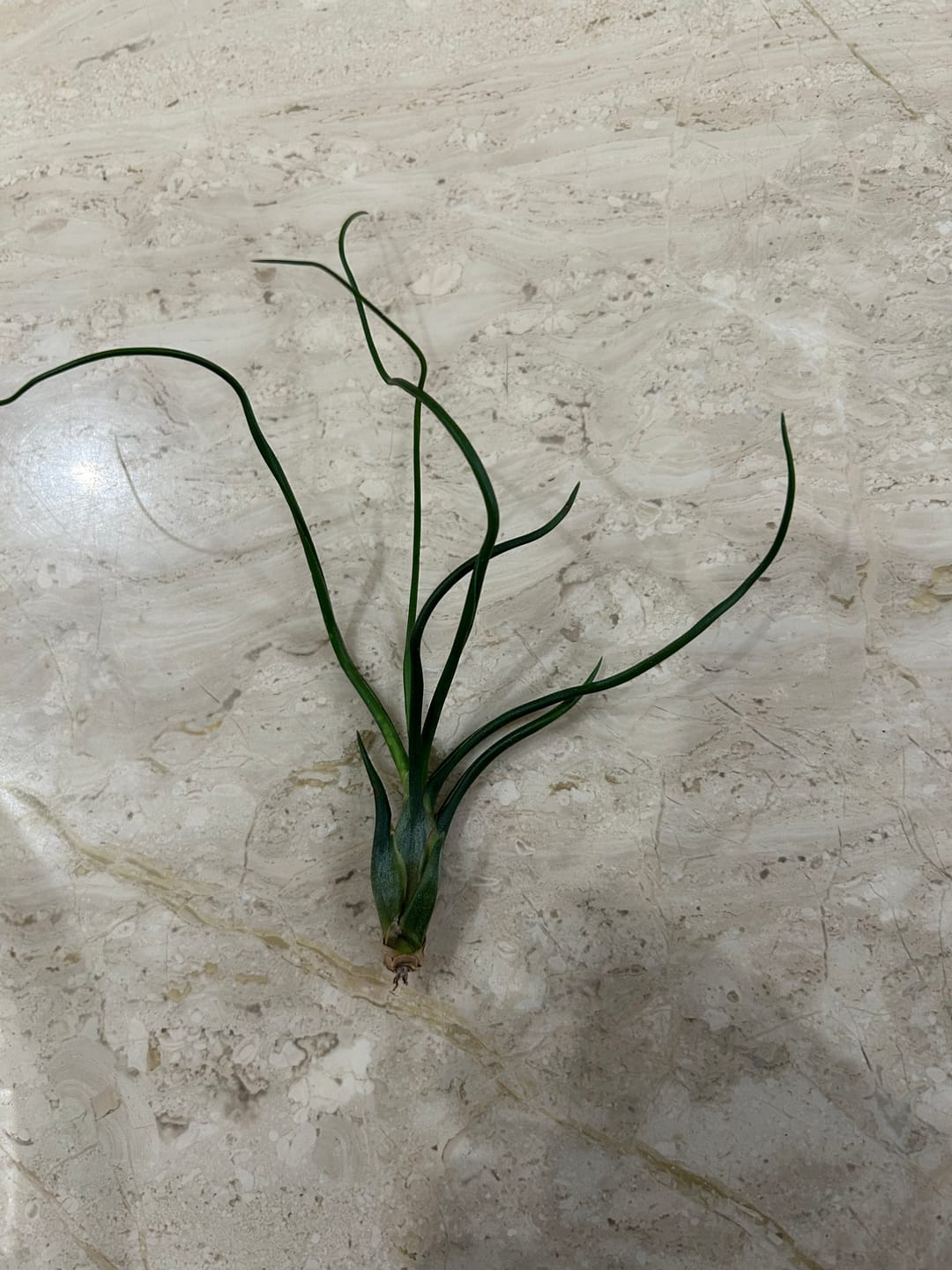 Customer photo review of Bulbosa