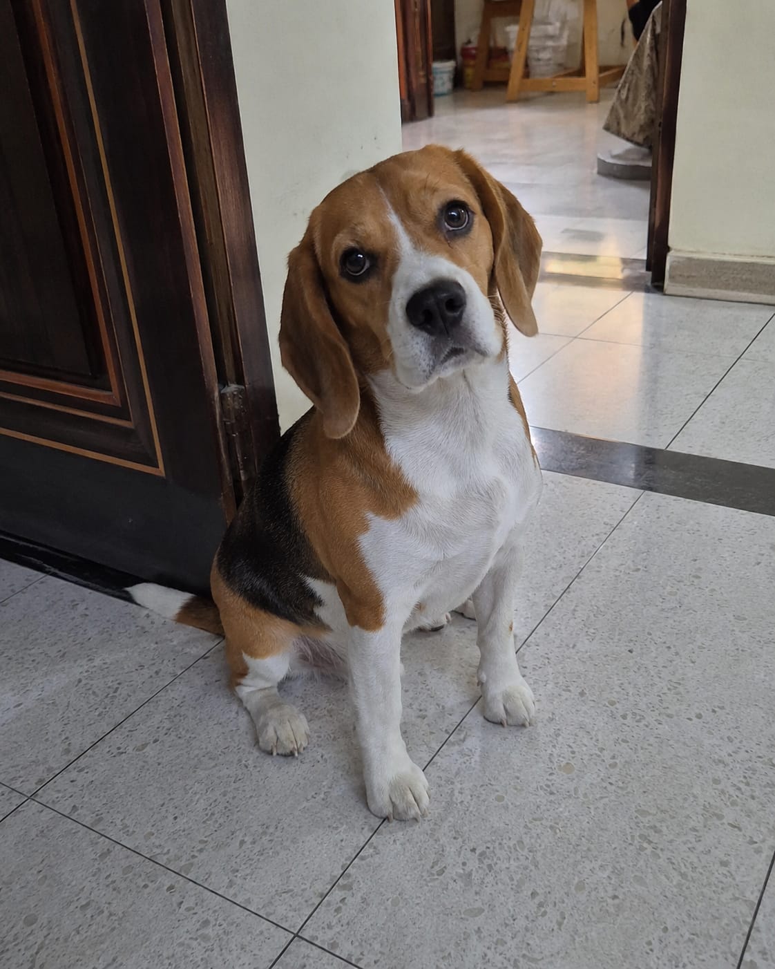 Customer photo review of Daily Dog Topper · 12-in-1 Vital Benefits