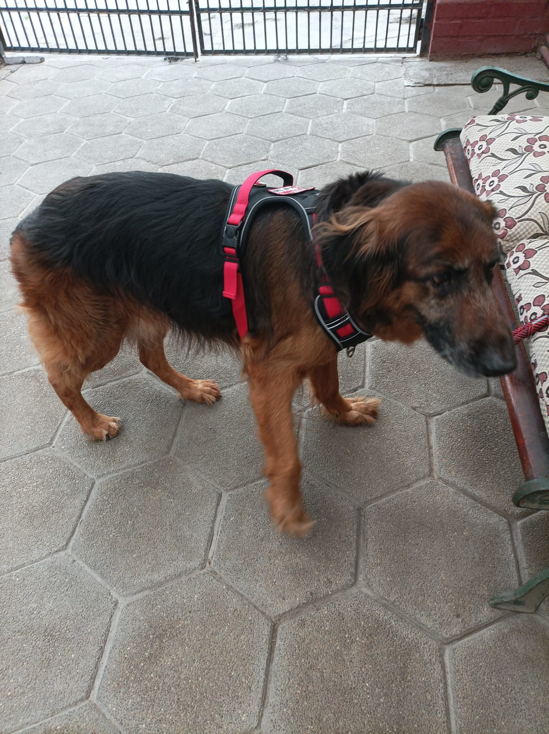 Customer photo review of Caldo de Huesos Perros