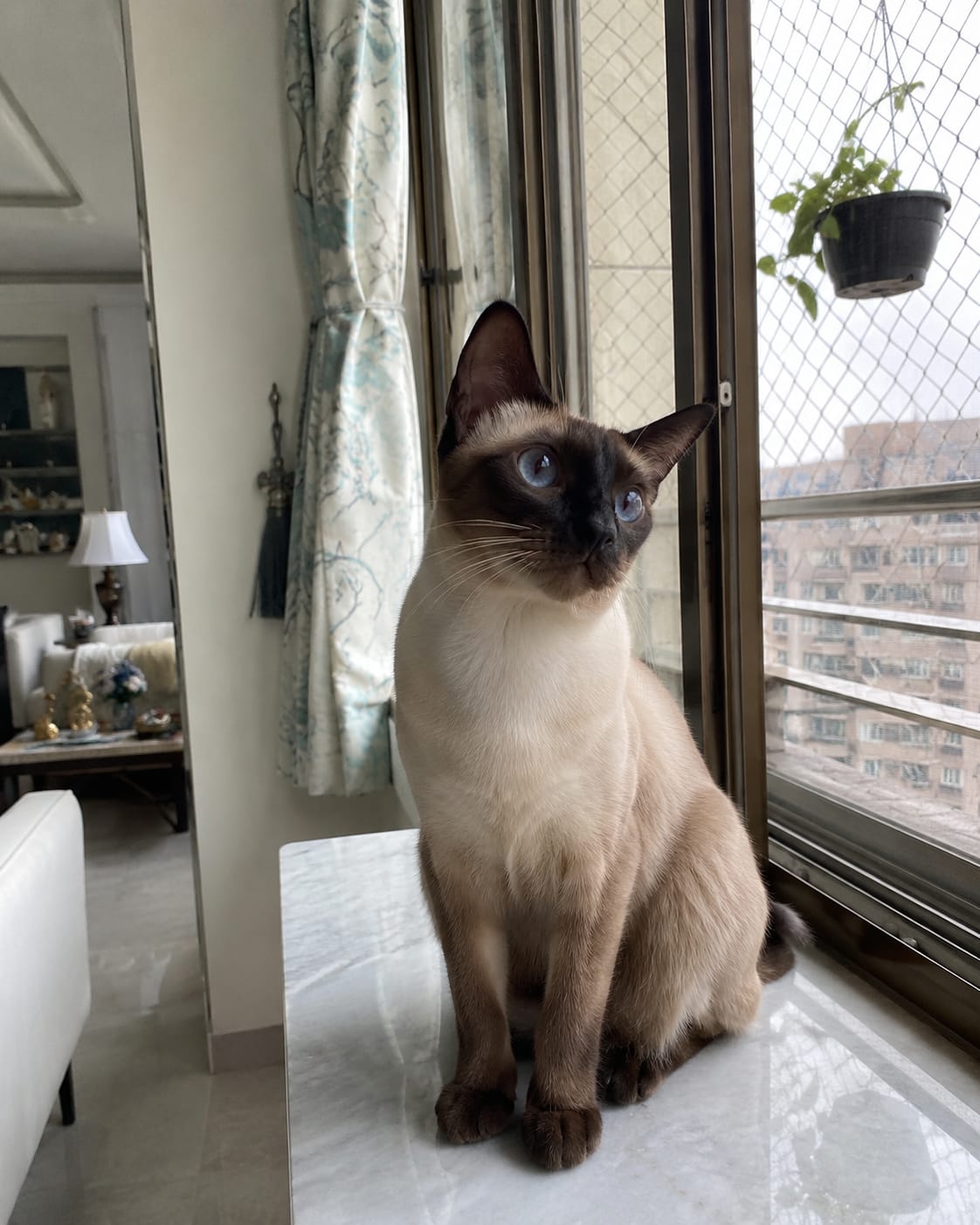 Customer photo review of Skin & Coat Cat Topper · 460mg Omega-3 for Dull Coat, Itchy Skin & Shedding