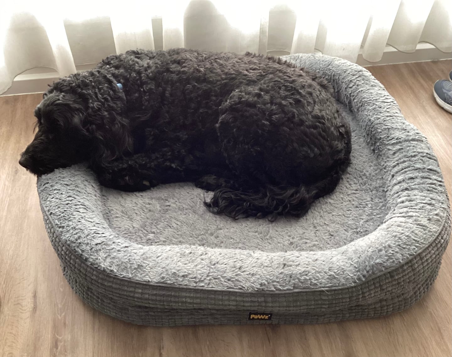 Customer photo review of Orthopedic Plush Dog Bed Soft Washable Pet Bed Grey Cosy Cushion