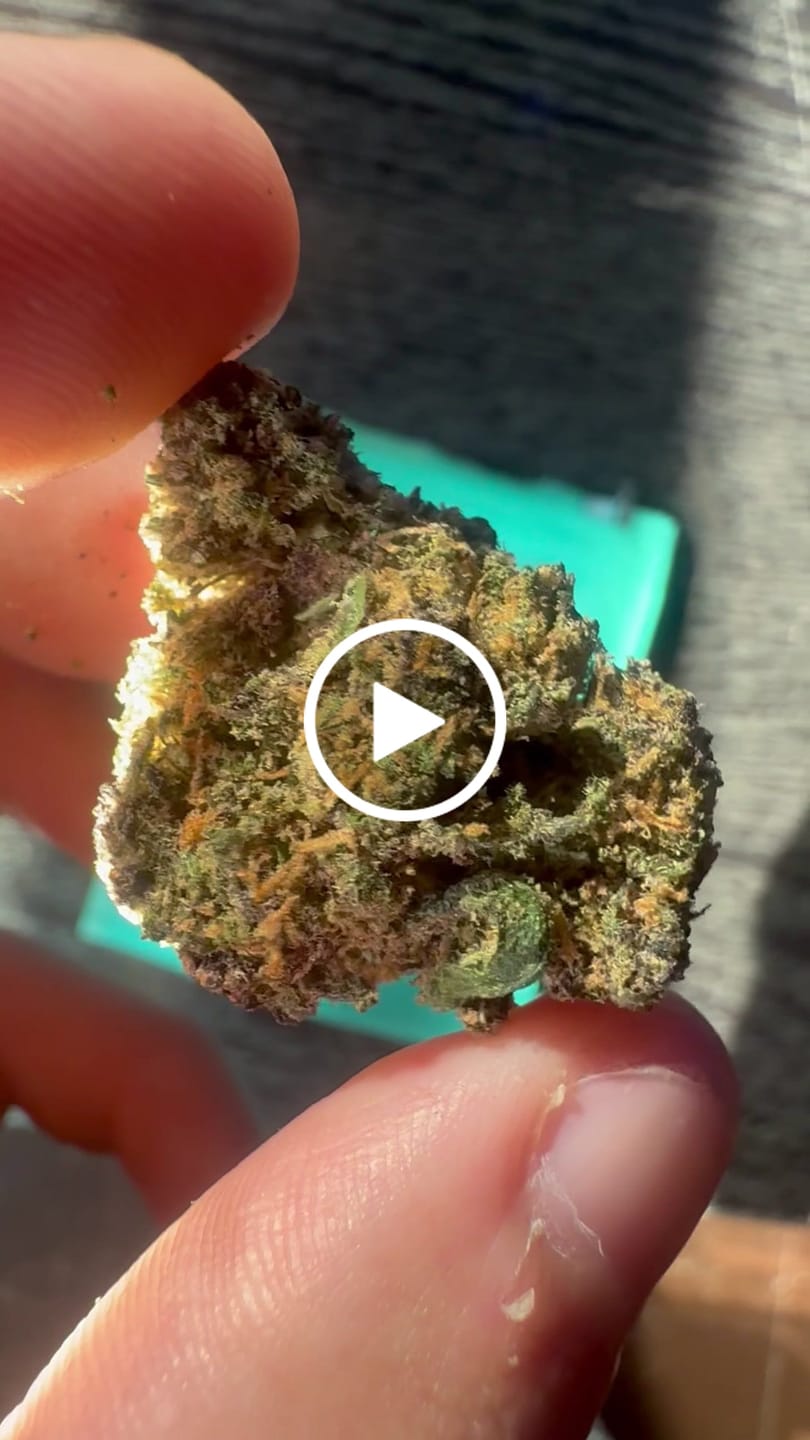 Customer video review of Purple Snowman Greenhouse CBD Flower