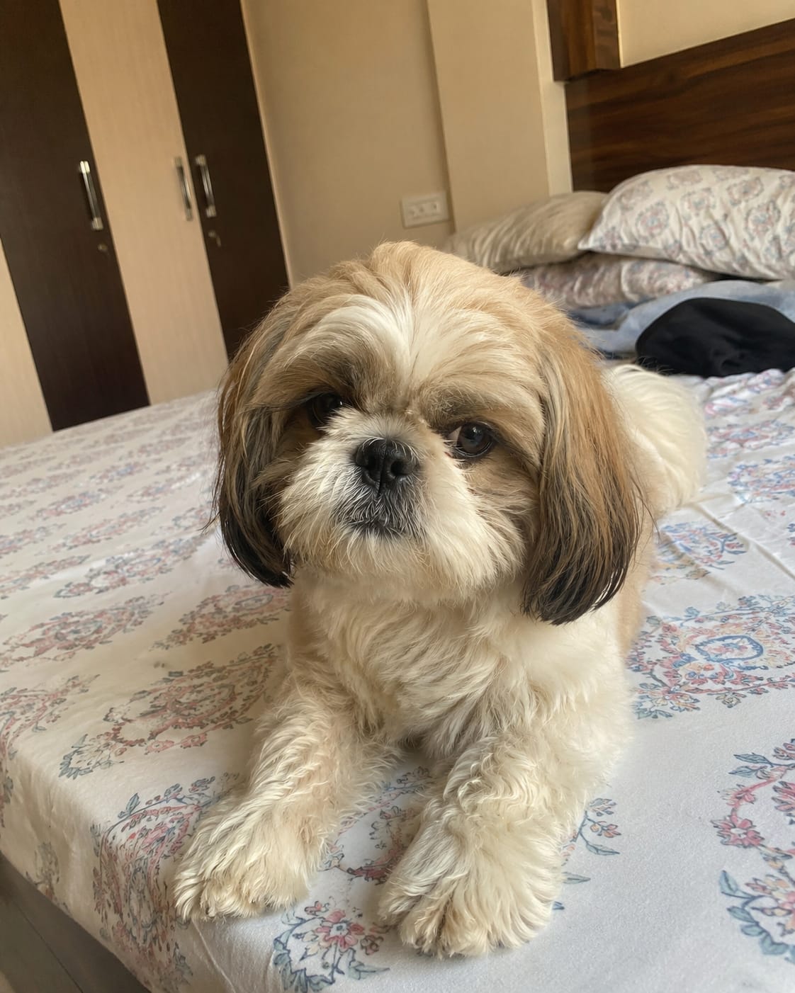 Customer photo review of Gut Health Dog Topper · 6 Billion CFU Probiotics for Loose Stools, Gas & Paw Licking