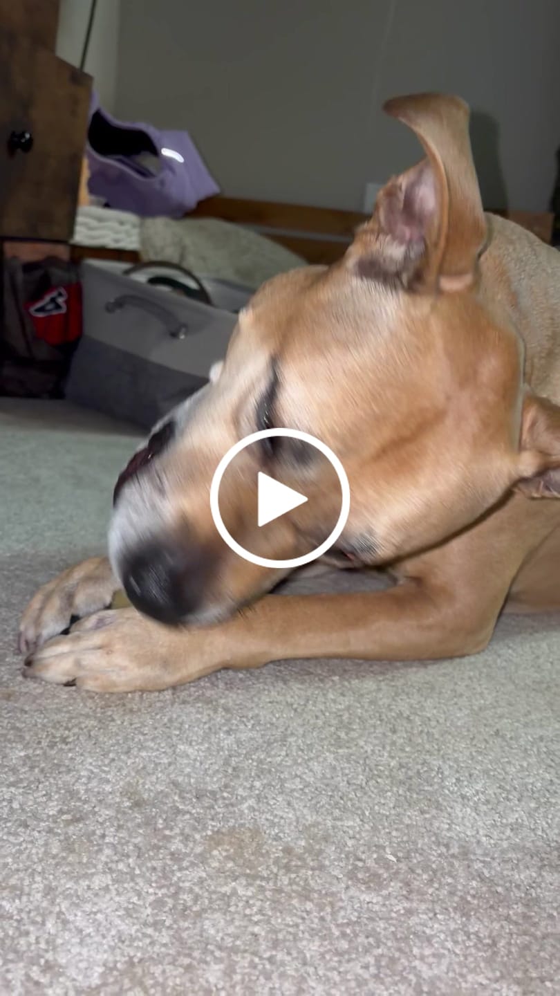 Customer video review of Himalayan Yak Chew (MEGA)