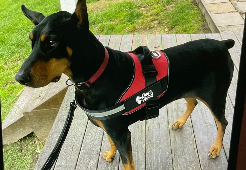 Customer photo review of Dogshood ™ No Pull Harness