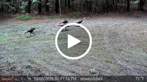 Customer photo review of GardePro Link 1.0 3000ft(1km) Long-Range WiFi Trail Camera