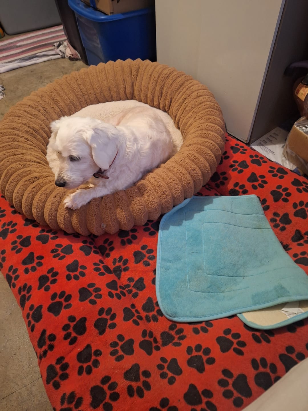 Customer photo review of CT2320 1 pieza de CAMA para mascota