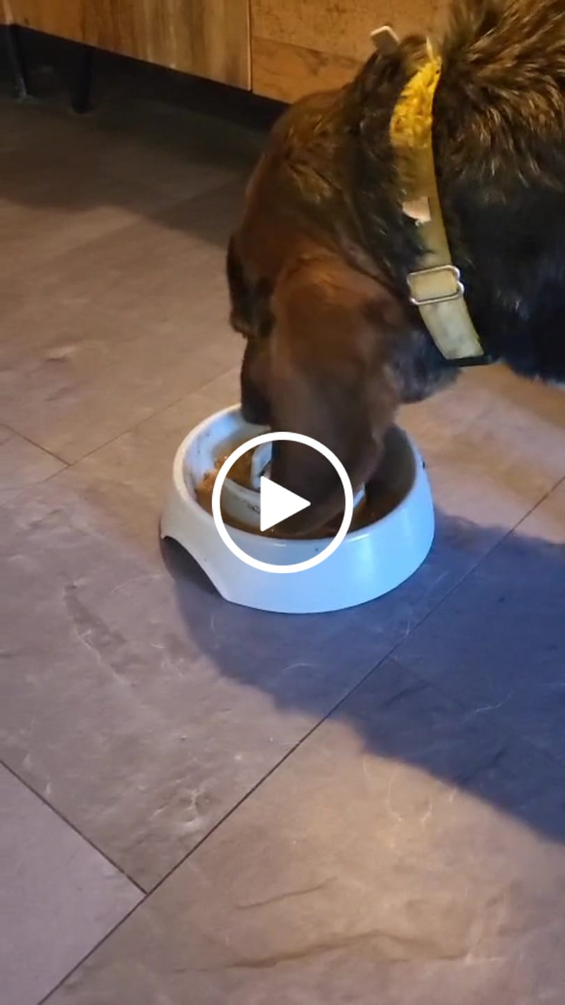 Customer video review of Wurmtest Plus Hund Sparpaket