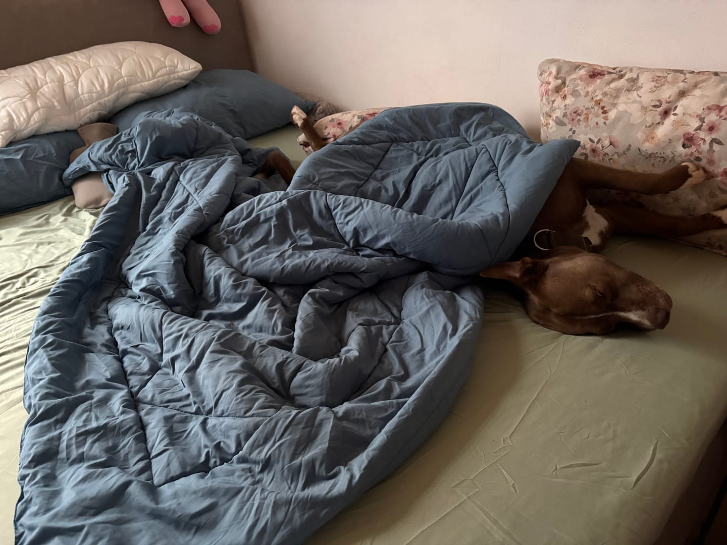 Customer photo review of EasySleep® – 2-in-1 Ganzjahresdecke. Schnelltrocknend & ohne Bettwäsche