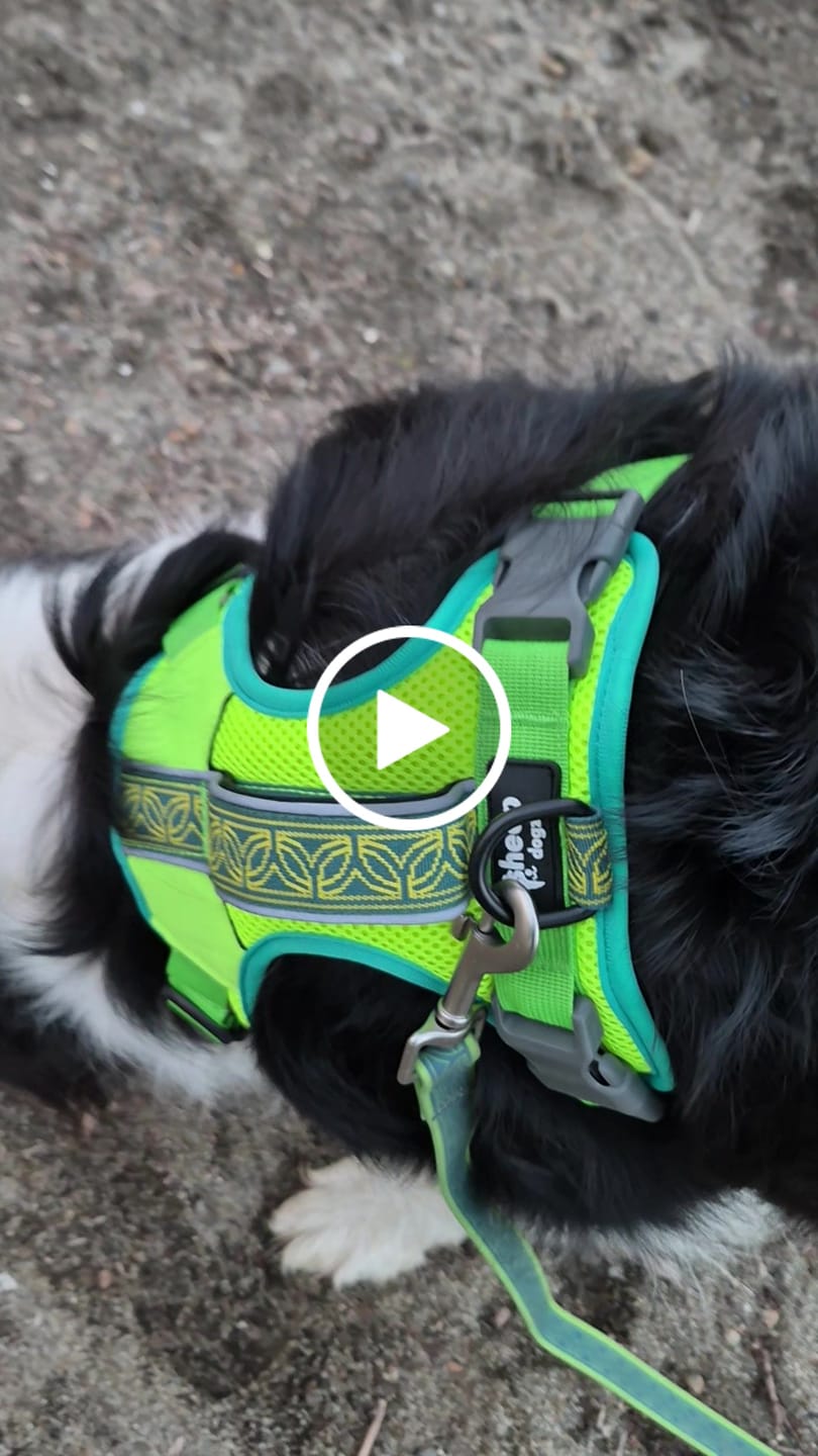 Customer video review of Mochila para perros (Dogpack) — Martín Pescador