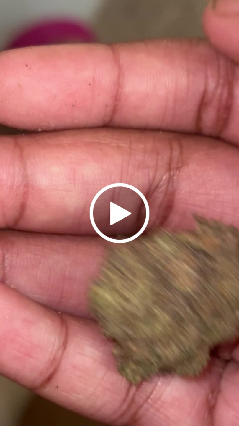 Customer video review of Gary Cherry - Bulk - Indica