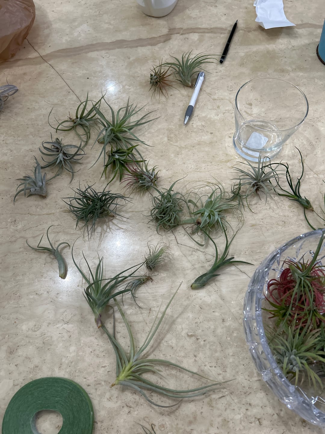 Customer photo review of B Quality Greenhouse Mix 10 Plant Pack