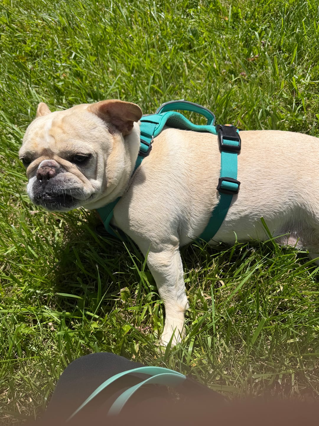 Customer photo review of FurLife™ - 12 Months All Natural Flea and Tick Tags for Dogs