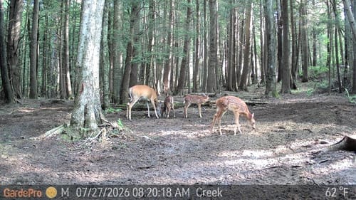Customer photo review of GardePro Link 1.0 3000ft(1km) Long-Range WiFi Trail Camera