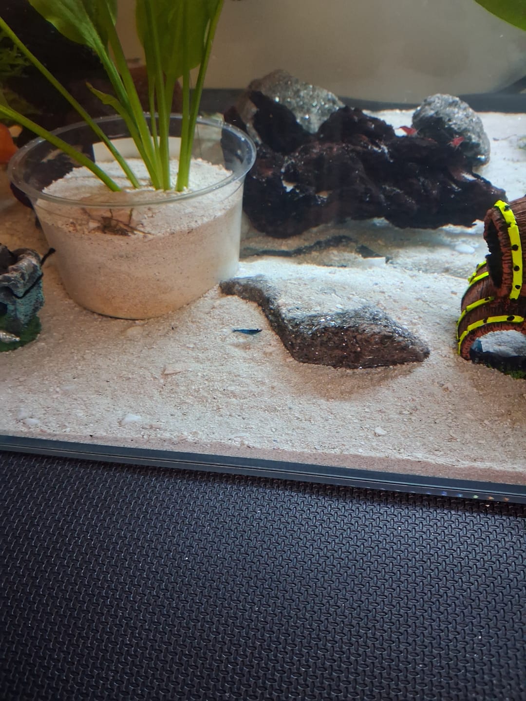 Customer photo review of Blue Velvet Shrimp (Light Blue Neocaridina)