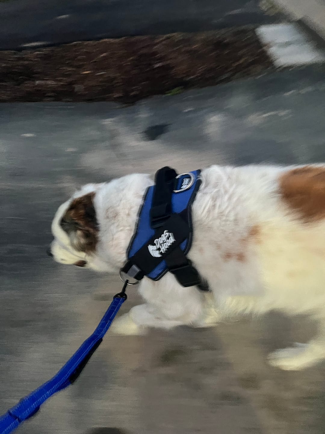 Customer photo review of Dogshood ™ No Pull Harness