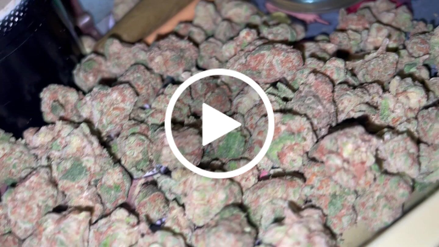 Customer video review of Glitter Bomb Smalls - THCA Flower