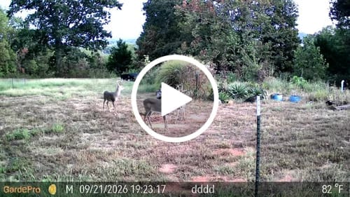 Customer photo review of GardePro Link 1.0 3000ft(1km) Long-Range WiFi Trail Camera