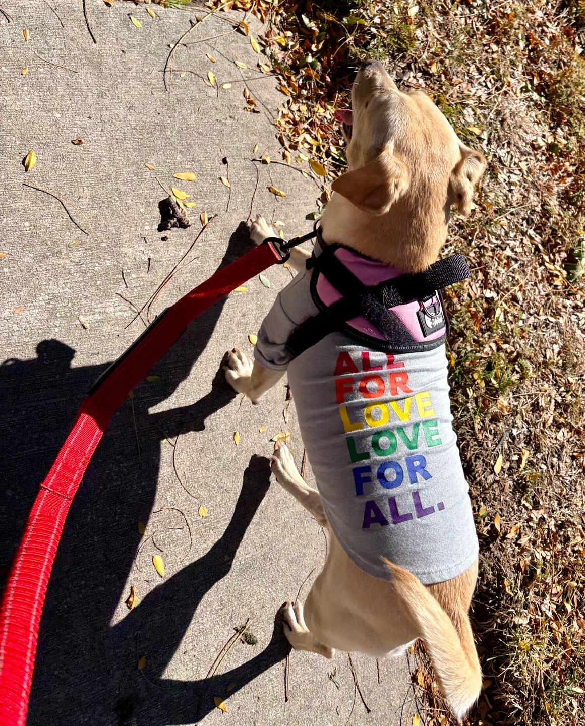 Customer photo review of Dogshood ™ No Pull Harness