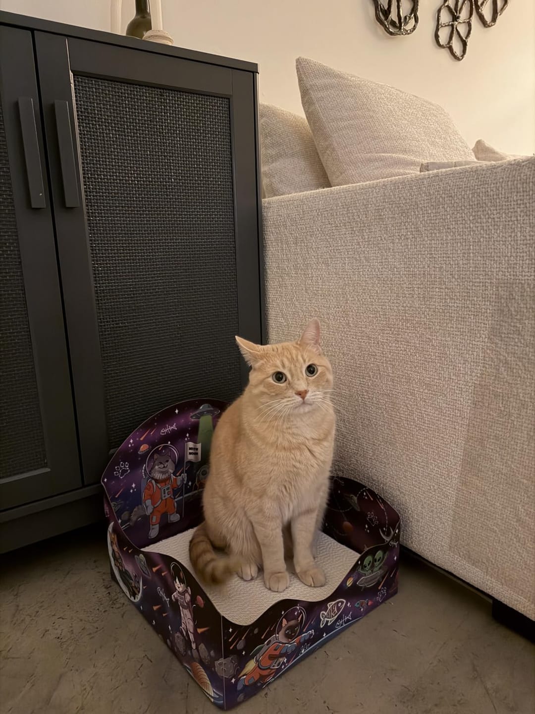 Customer photo review of Meow Moon Sanctuary