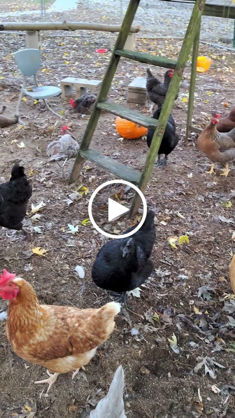 Customer video review of Peck Purity Daily Digestive Defense for Flock Strength