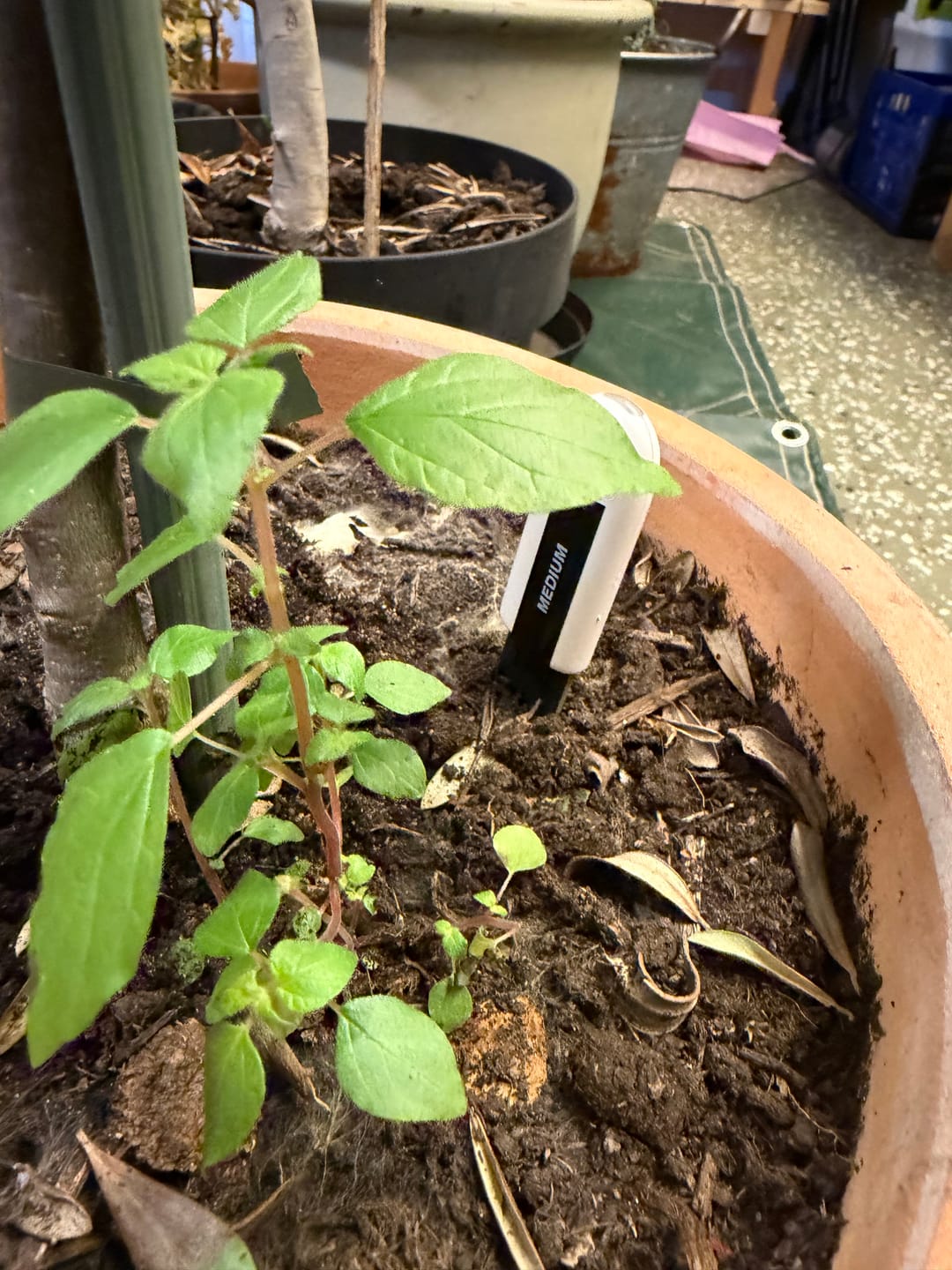 Customer photo review of Xiaomi Flower Care Pflanzensensor