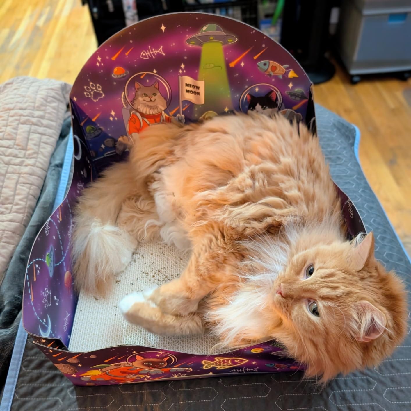Customer photo review of Meow Moon Sanctuary