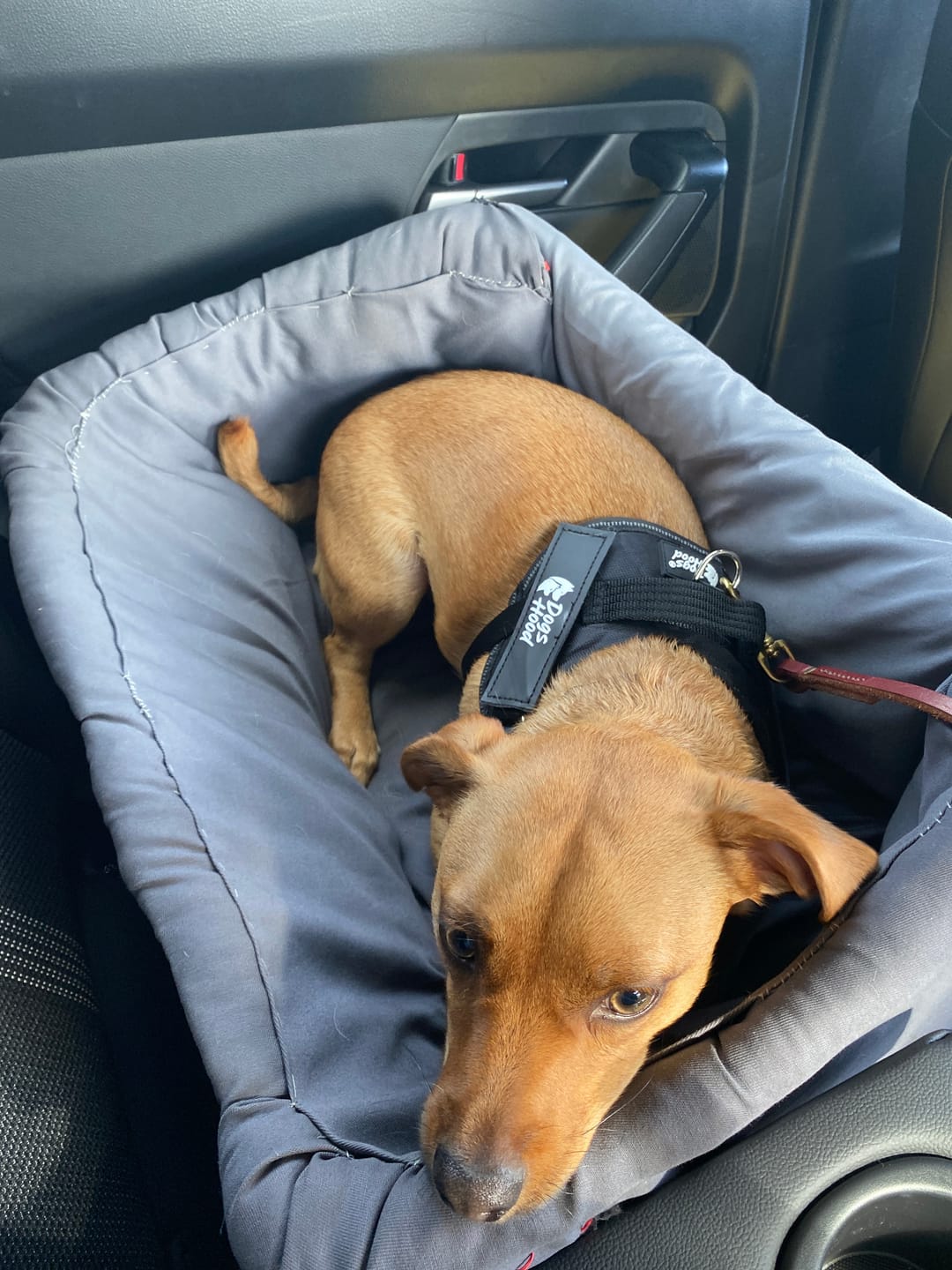 Customer photo review of Dogshood ™ No Pull Harness