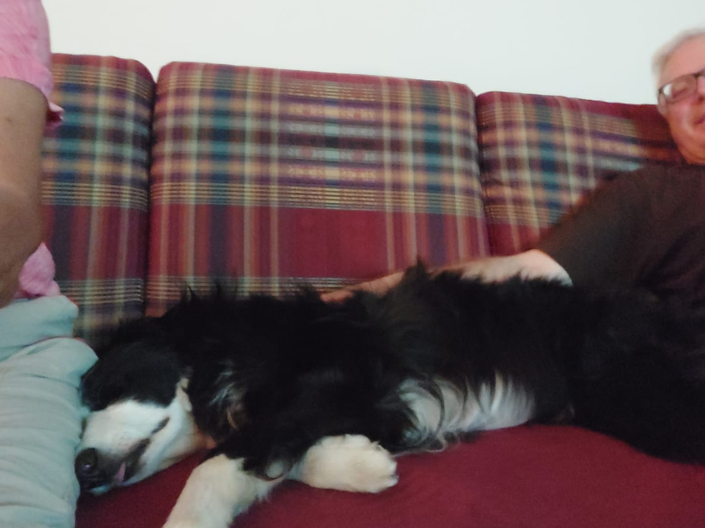 Customer photo review of Wurmtest Pro Hund