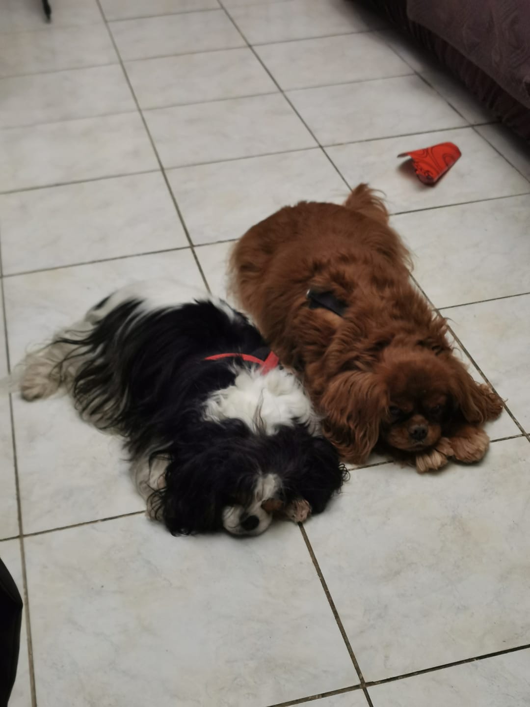 Customer photo review of Croquettes Poulet pour chien (petite) - 1. 56 Mig