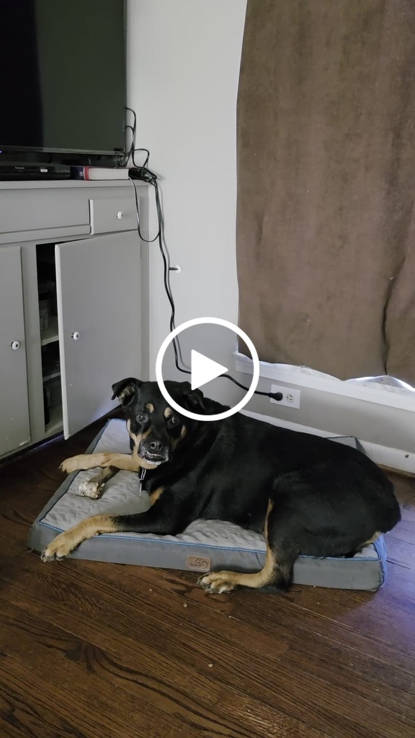 Customer video review of Medium Ostrich Cane (10" x 3"): The Long-Lasting, Flavor-Packed Chew for Medium & Large Dogs