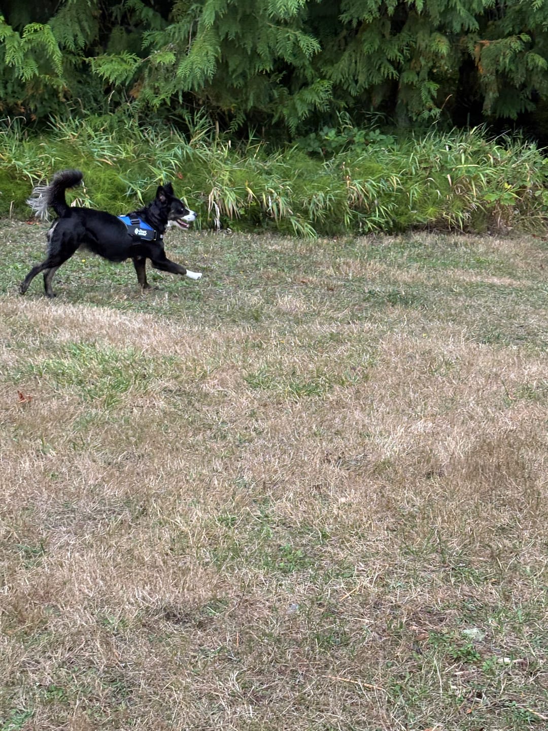 Customer photo review of Dogshood ™ No Pull Harness