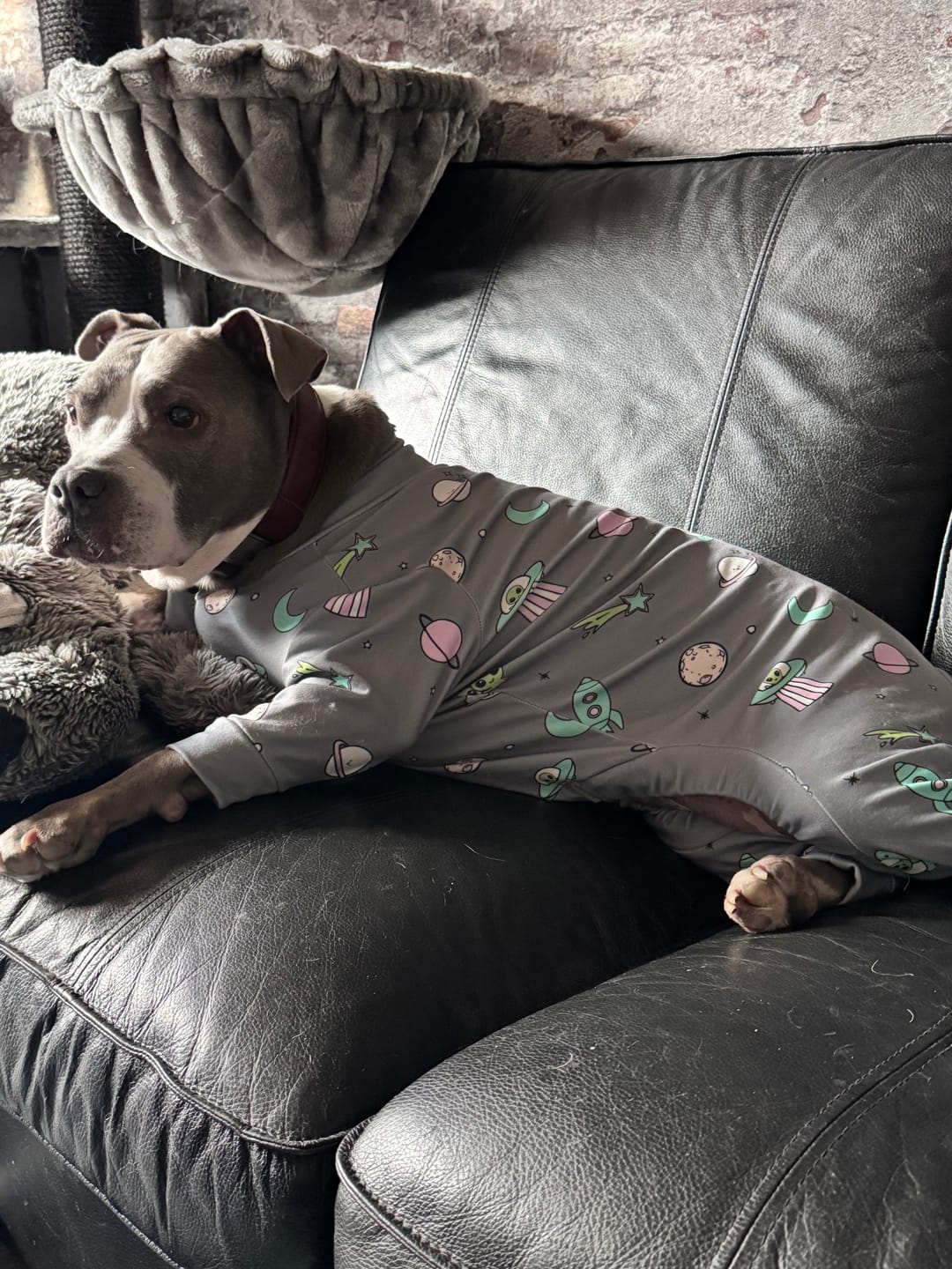 Customer photo review of Dog Pajama - Alien