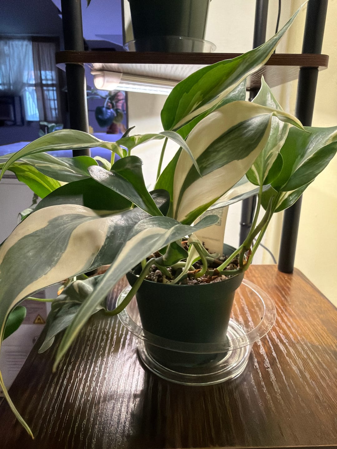 Customer photo review of Philodendron hederaceum 'Rio' - 3"