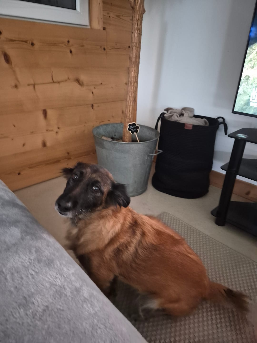 Customer photo review of Croquettes chien sans céréales saumon & thon toutes tailles