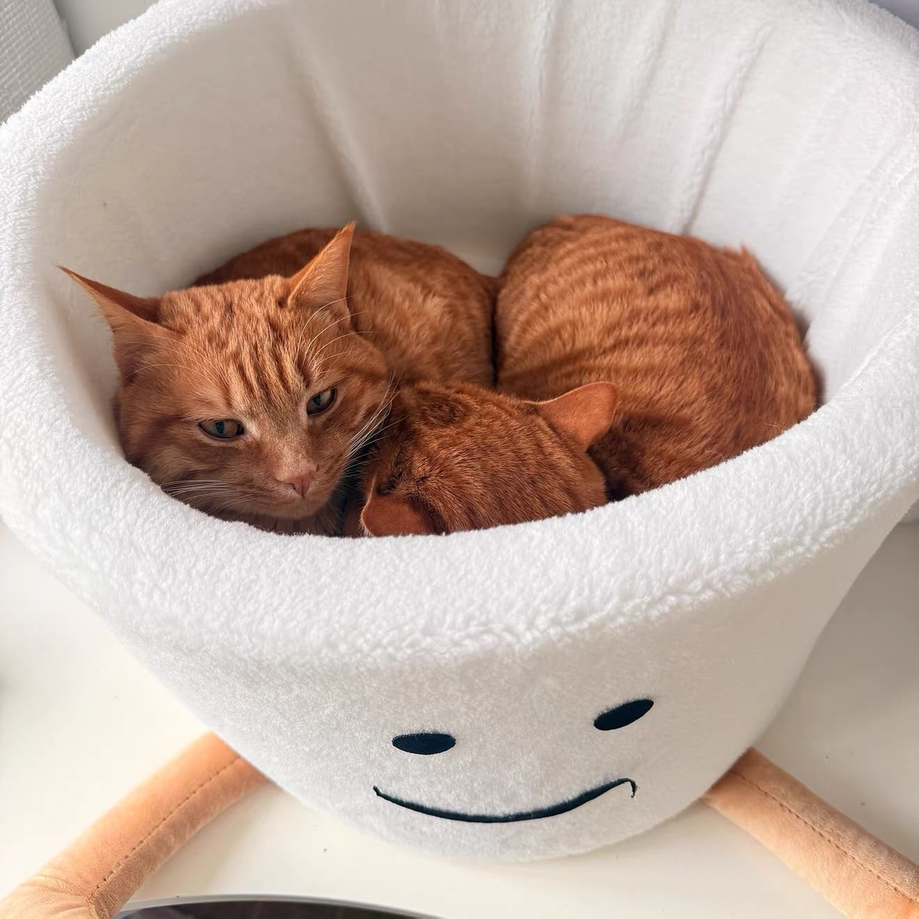 Customer photo review of The Snuggle Mug